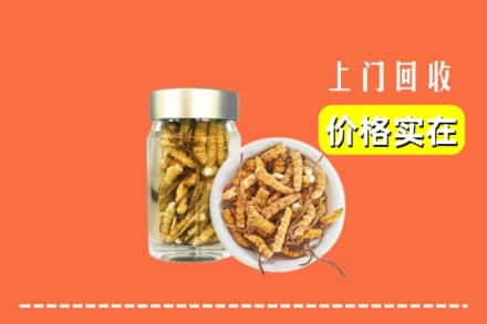 临猗县回收散虫草